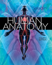 Human anatomy